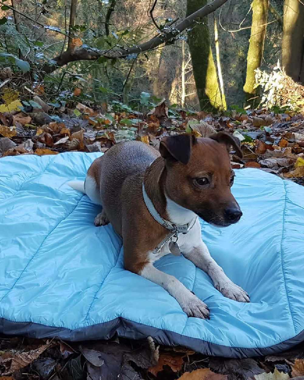 Blue coloured Henry Wag Alpine Travel Snuggle Bed on forest background #colour_blue