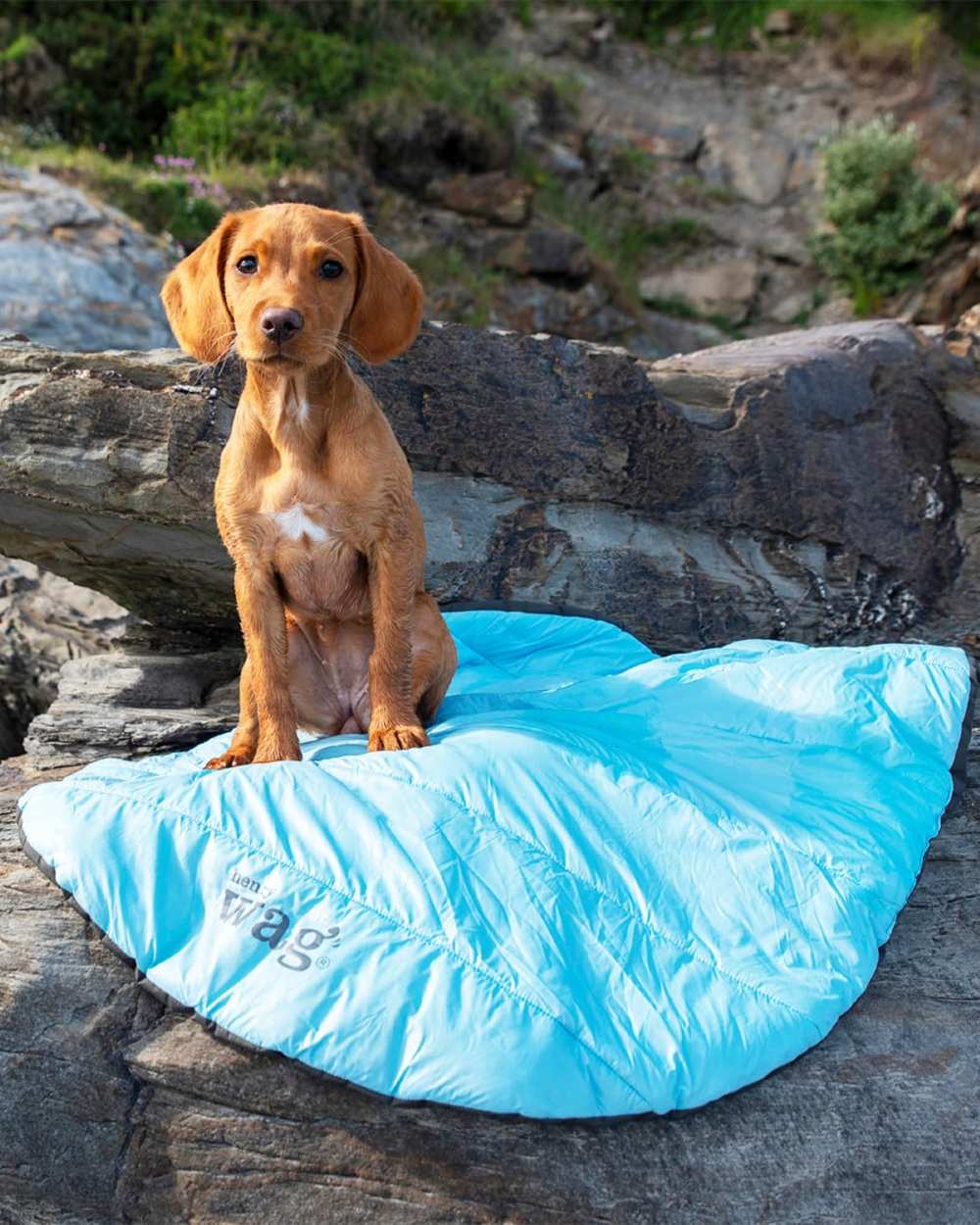 Blue coloured Henry Wag Alpine Travel Snuggle Bed on forest background #colour_blue