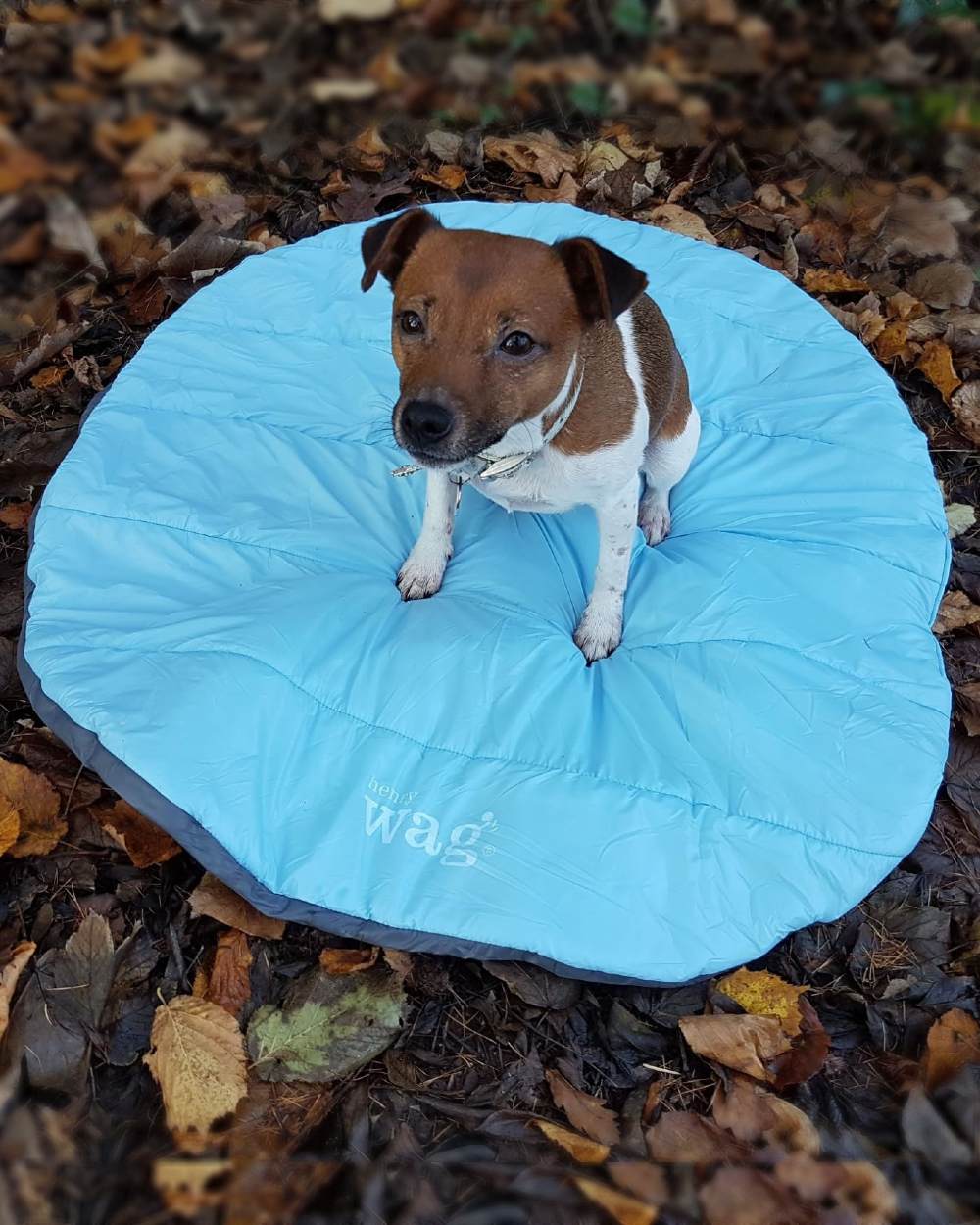 Blue coloured Henry Wag Alpine Travel Snuggle Bed on forest background #colour_blue