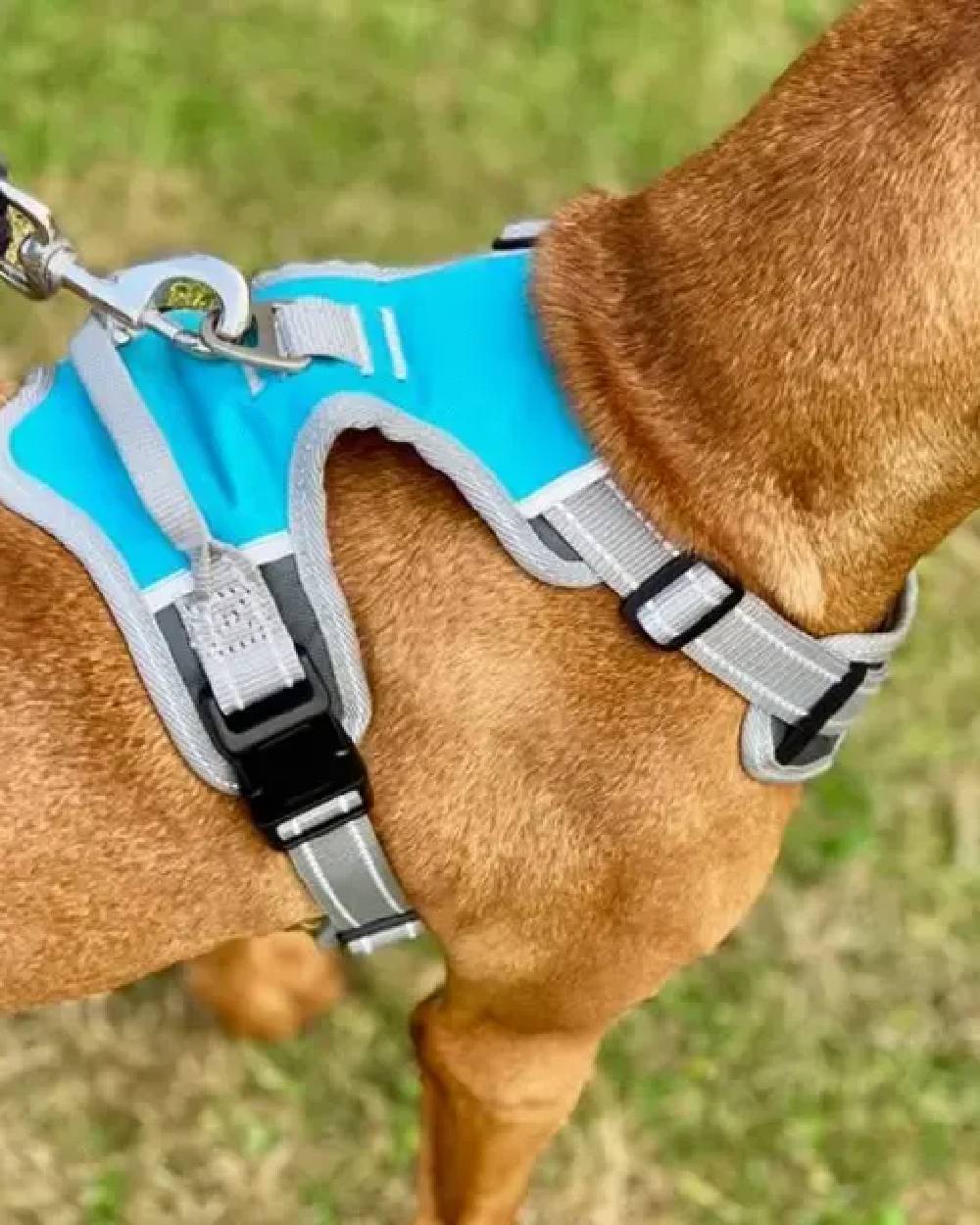 Blue Grey coloured Henry Wag Dog Travel Harness on grass background #colour_blue-grey