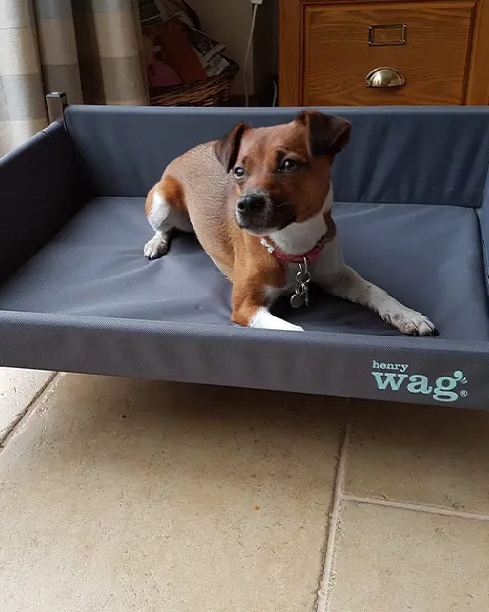 Grey Black coloured Henry Wag Elevated Dog Bed on house background #colour_grey-black