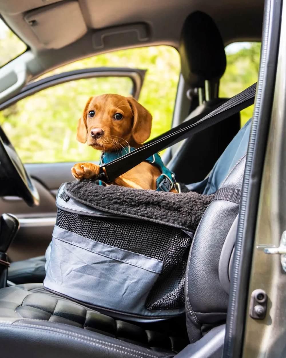 Grey Black coloured Henry Wag Pet Car Booster Seat on car background #colour_grey-black