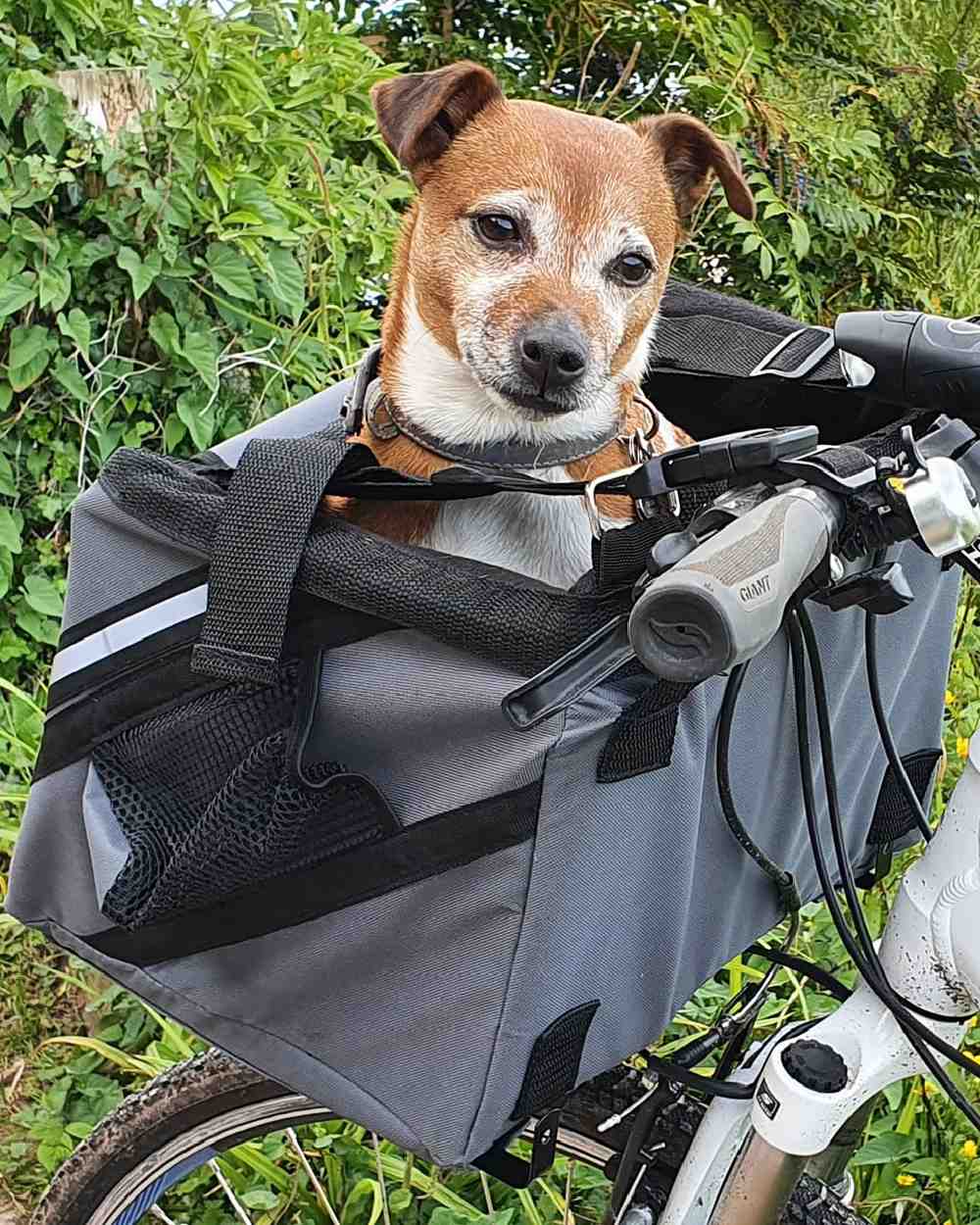 Grey coloured Henry Wag Pet Panier Bike Seat on forest background #colour_grey