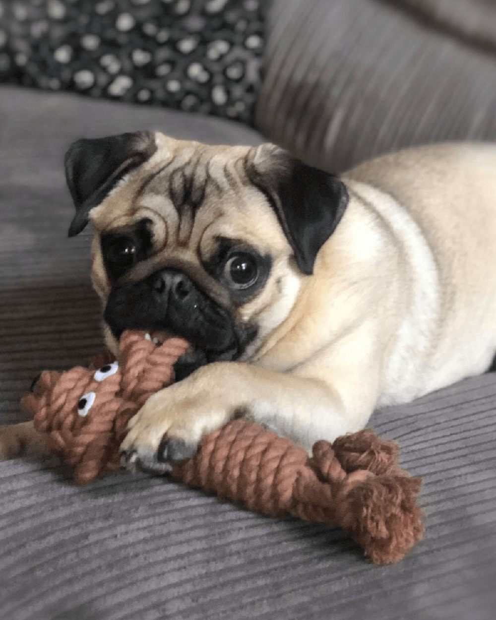 Chestnut Brown coloured Henry Wag Rope Buddy on house background #colour_chestnut-brown