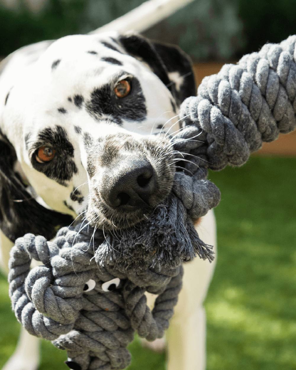 Strict Grey coloured Henry Wag Rope Buddy on grass background #colour_strict-grey
