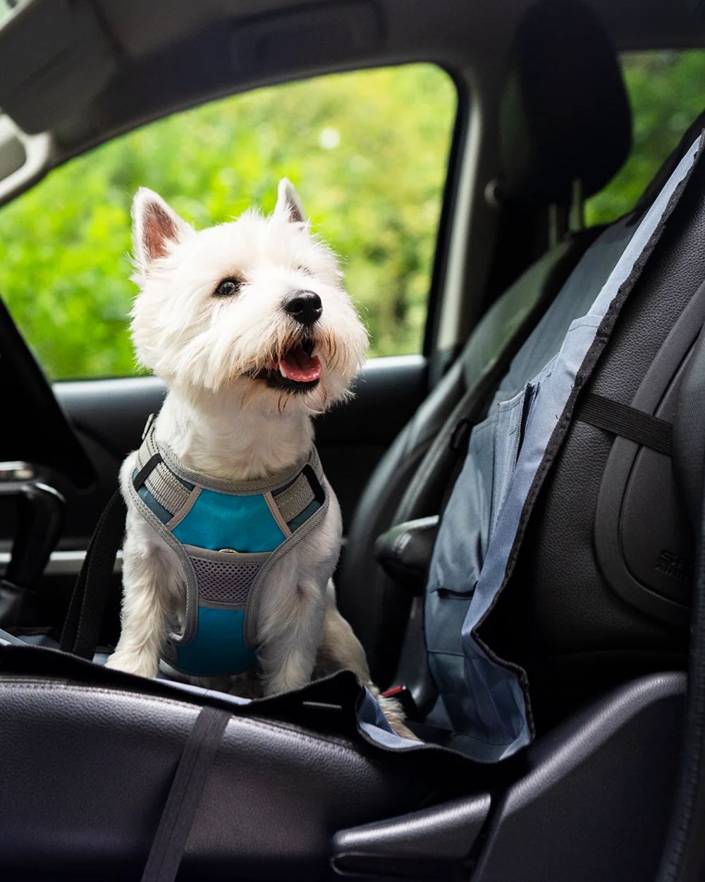 Grey Black coloured Henry Wag Single Car Seat Cover on car background #colour_grey-black