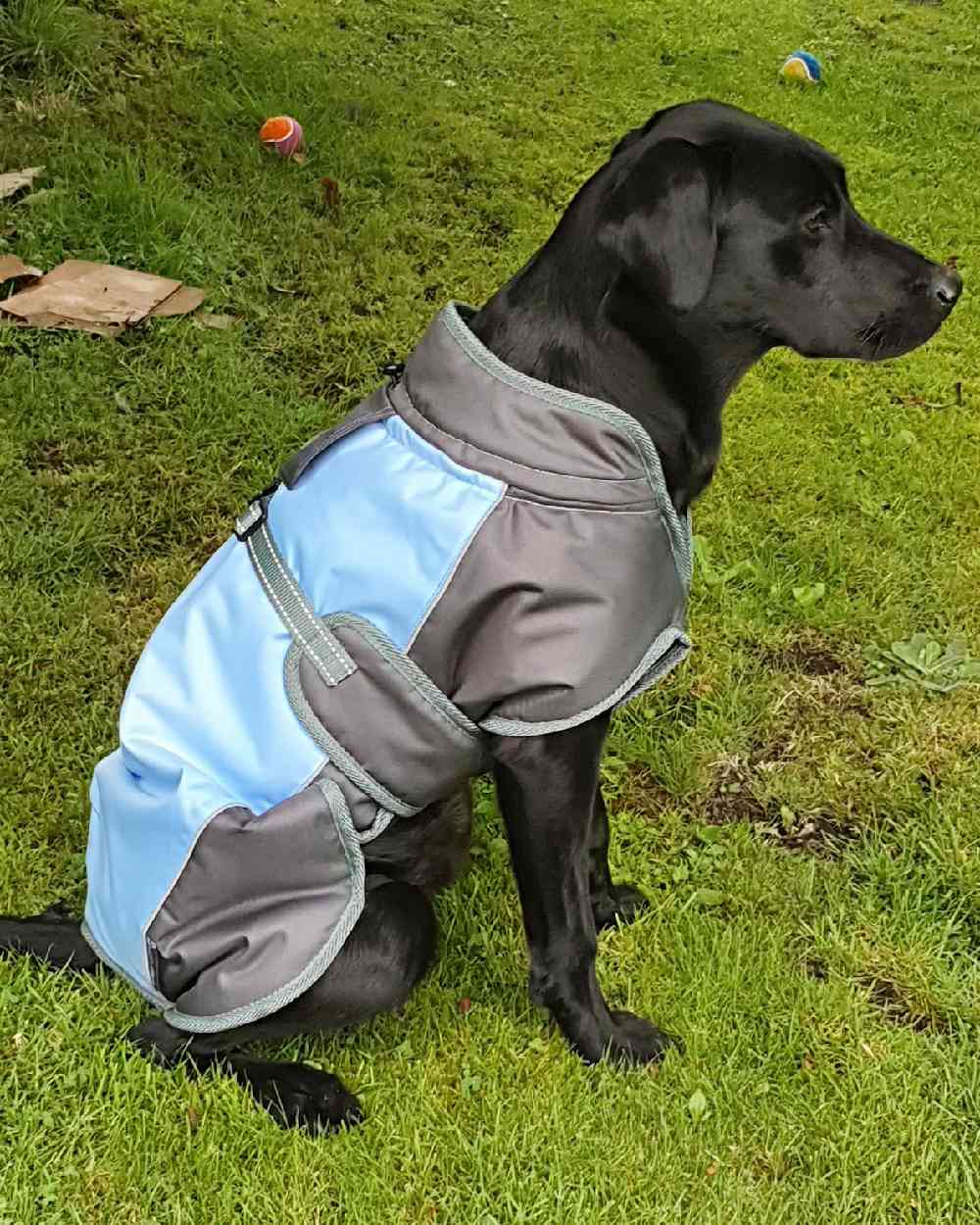 Blue Grey Henry Wag Waterproof Dog Coat on grass background #colour_blue-grey