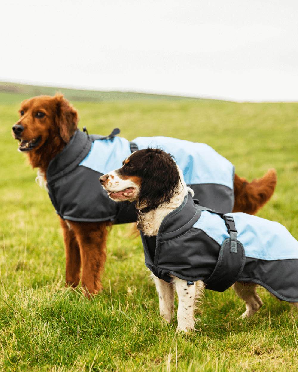 Blue Grey Henry Wag Waterproof Dog Coat on grass background #colour_blue-grey