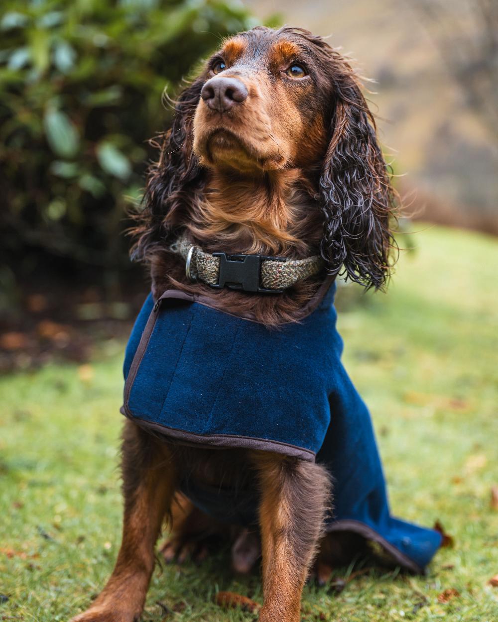 Navy Coloured Hoggs of Fife Stenton Fleece Dog Coat on countryside background #colour_navy