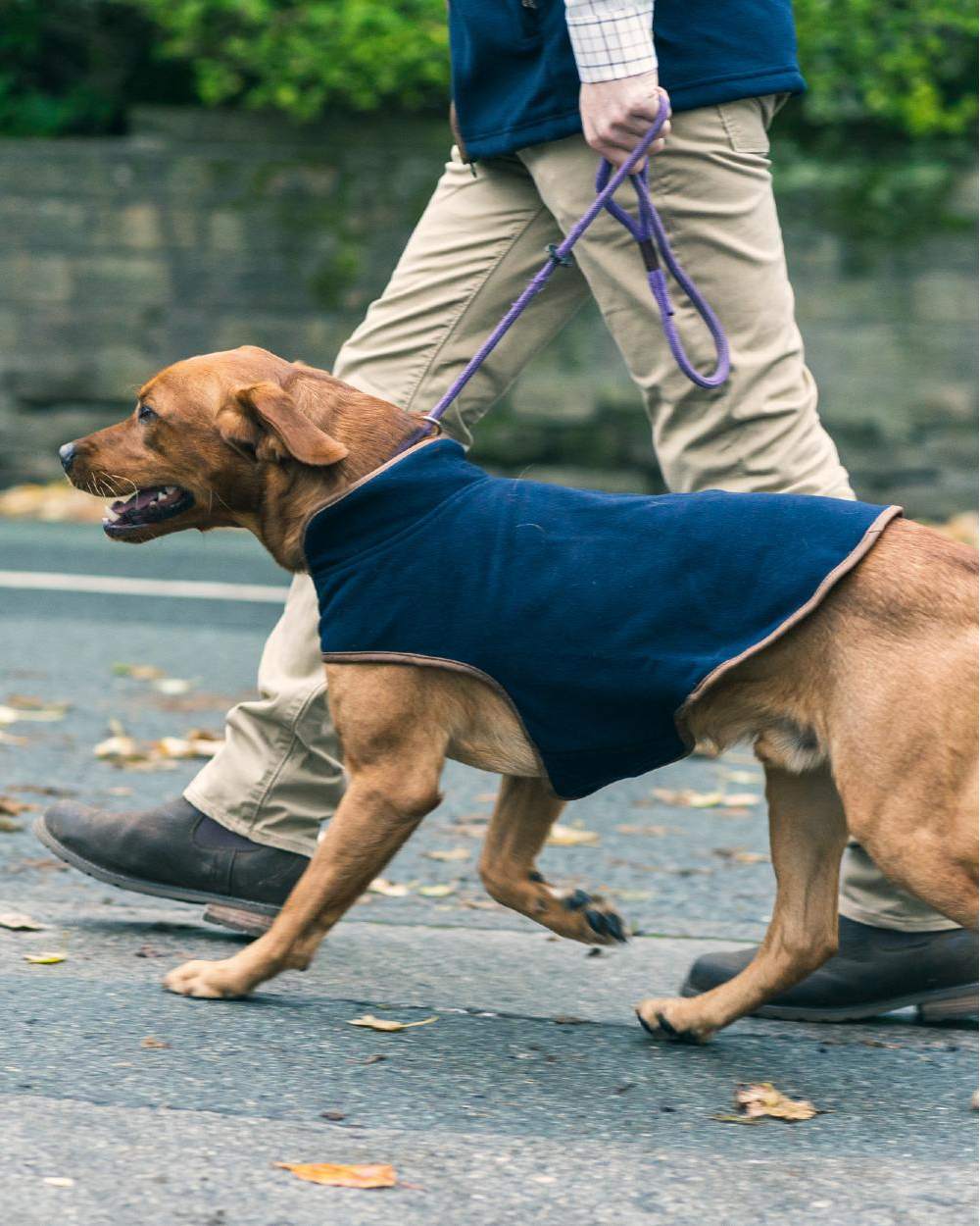 Navy coloured Fleece Dog Coat on street background #colour_navy