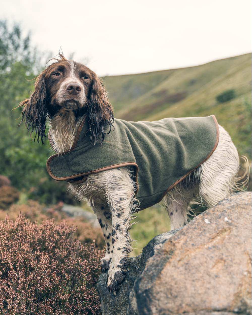 Light Olive coloured Fleece Dog Coat on blurry background #colour_light-olive
