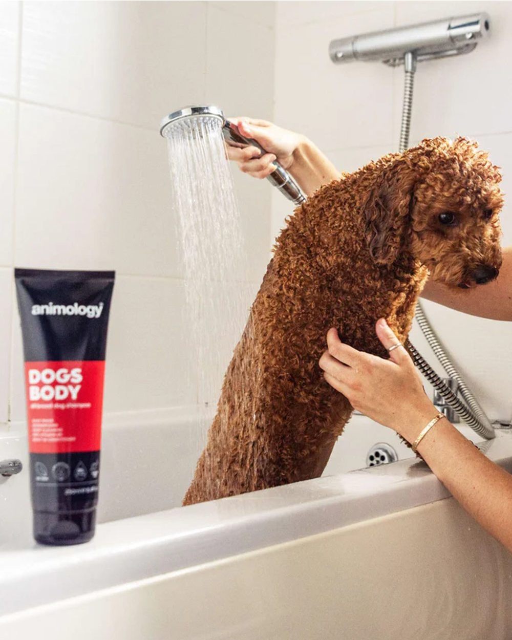 Animology Dogs Body Shampoo 250ml on house background