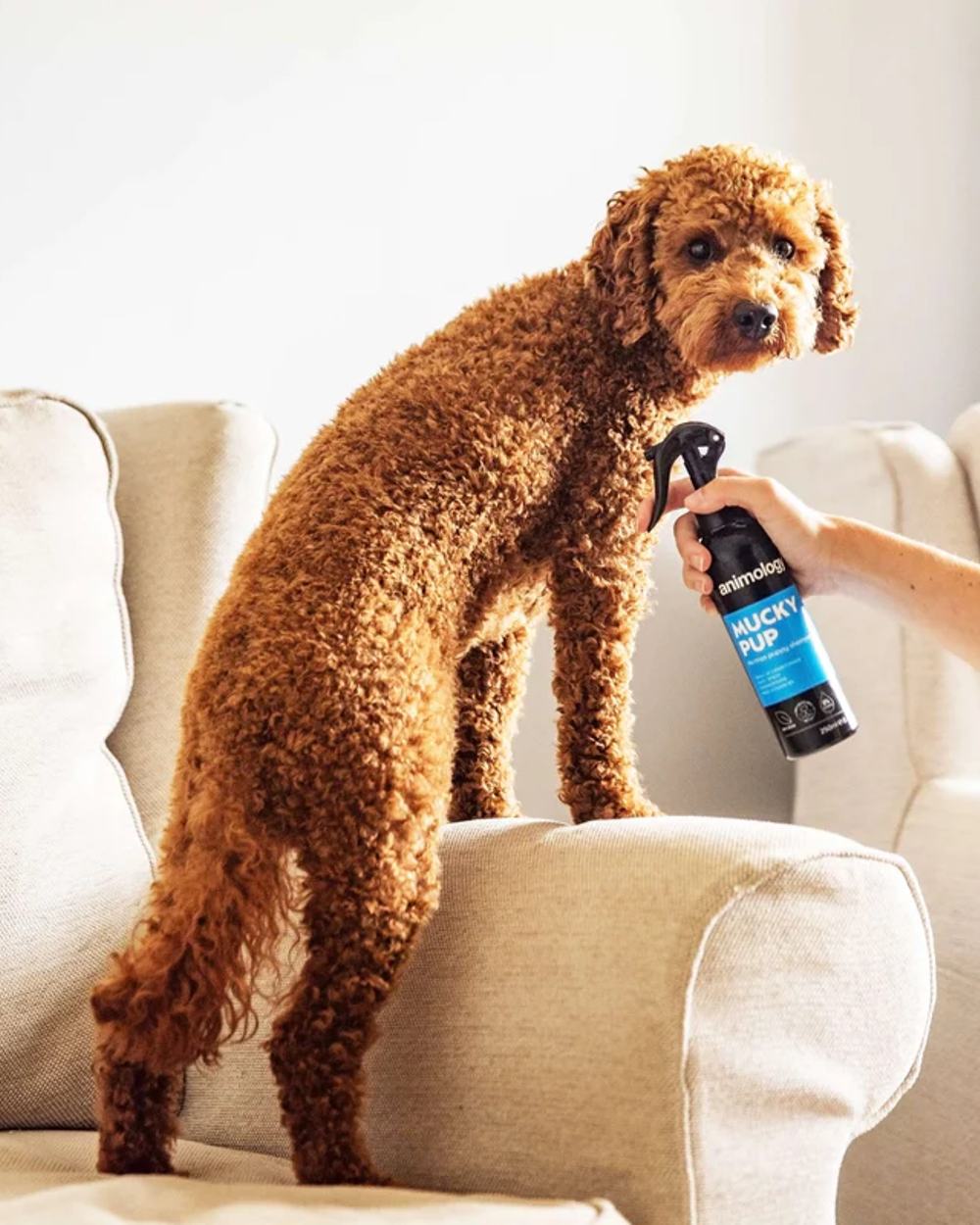 Animology Spray Mucky Pup No Rinse Shampoo 250ml on house background