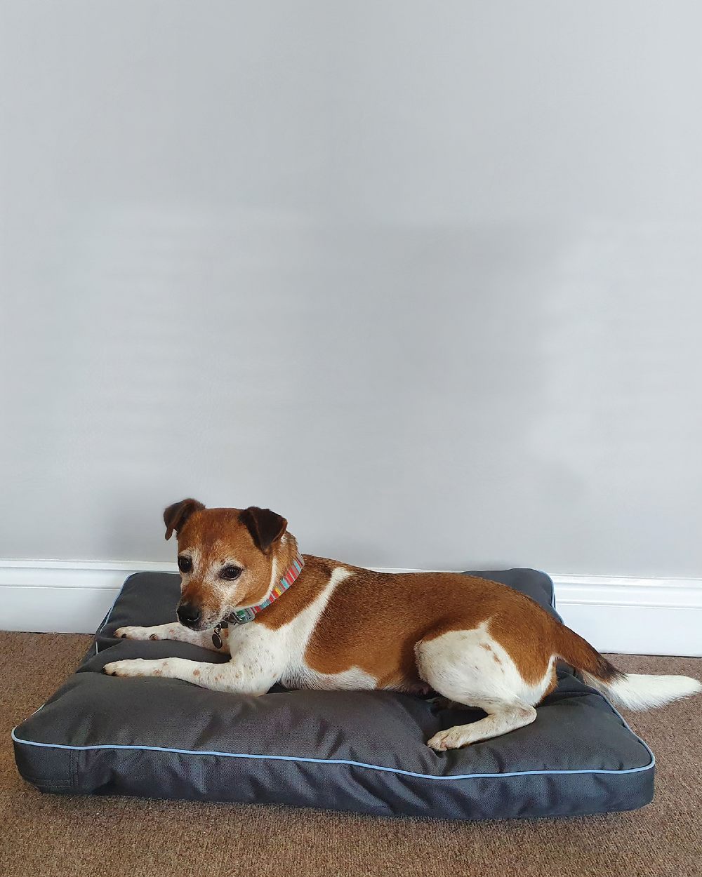 Grey coloured Henry Wag Brecon Adventure Bed on house background #colour_grey