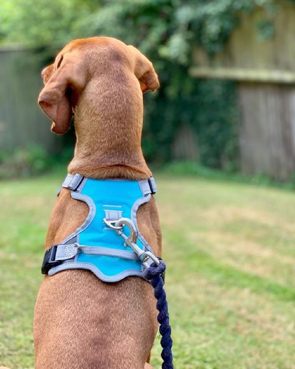 Blue Grey coloured Henry Wag Dog Travel Harness on grass background #colour_blue-grey