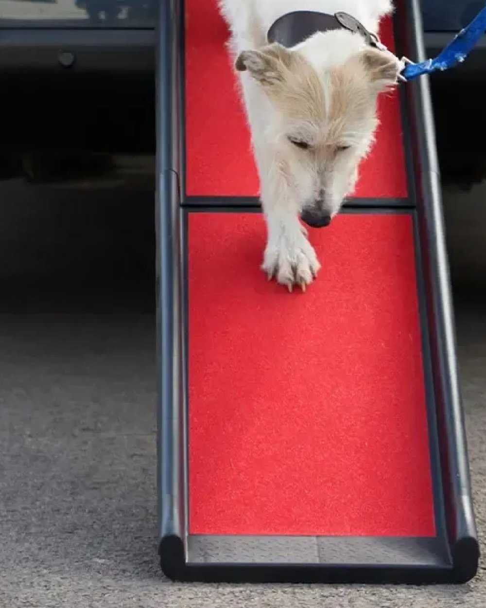Black Red coloured Henry Wag Lightweight Folding Pet Ramp on car background #colour_black-red
