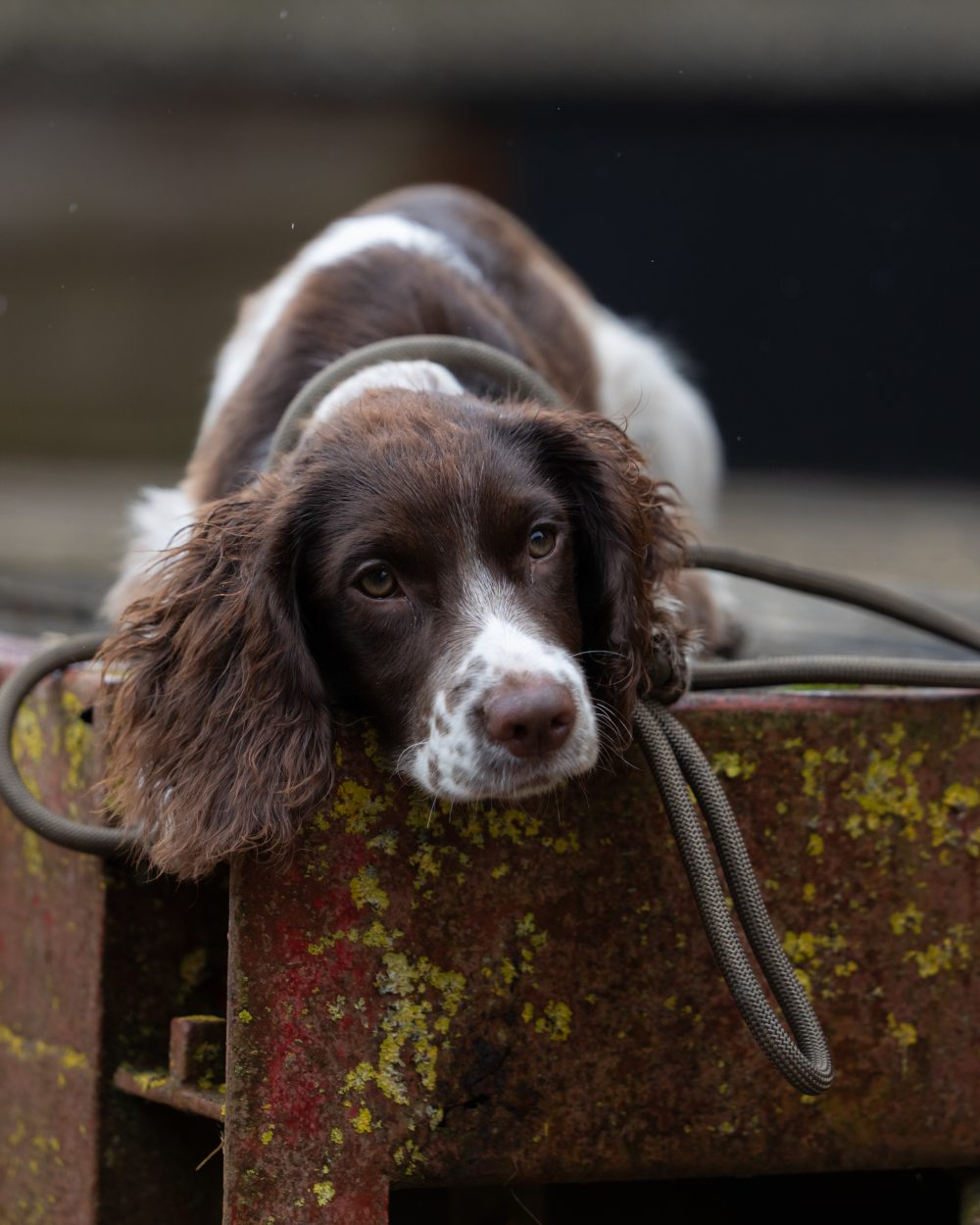 Olive coloured Jack Pyke Dog Slip Lead on outdoor background #colour_olive