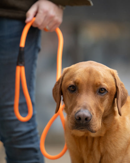 Orange coloured Jack Pyke Dog Slip Lead on outdoor background #colour_orange