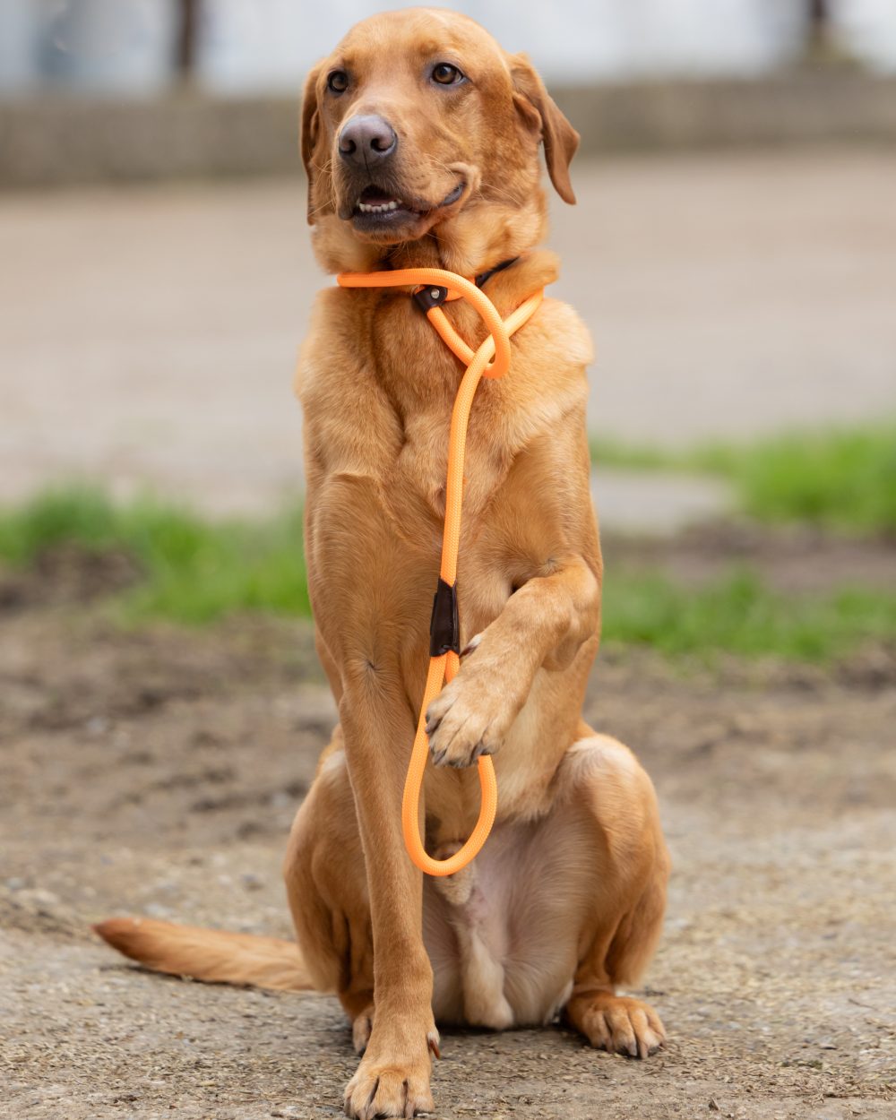 Orange coloured Jack Pyke Dog Slip Lead on outdoor background #colour_orange