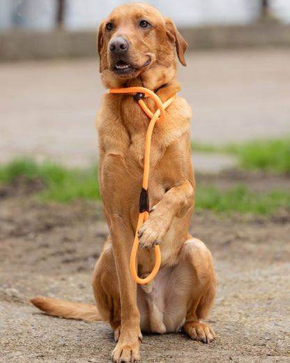 Orange coloured Jack Pyke Dog Slip Lead on outdoor background #colour_orange
