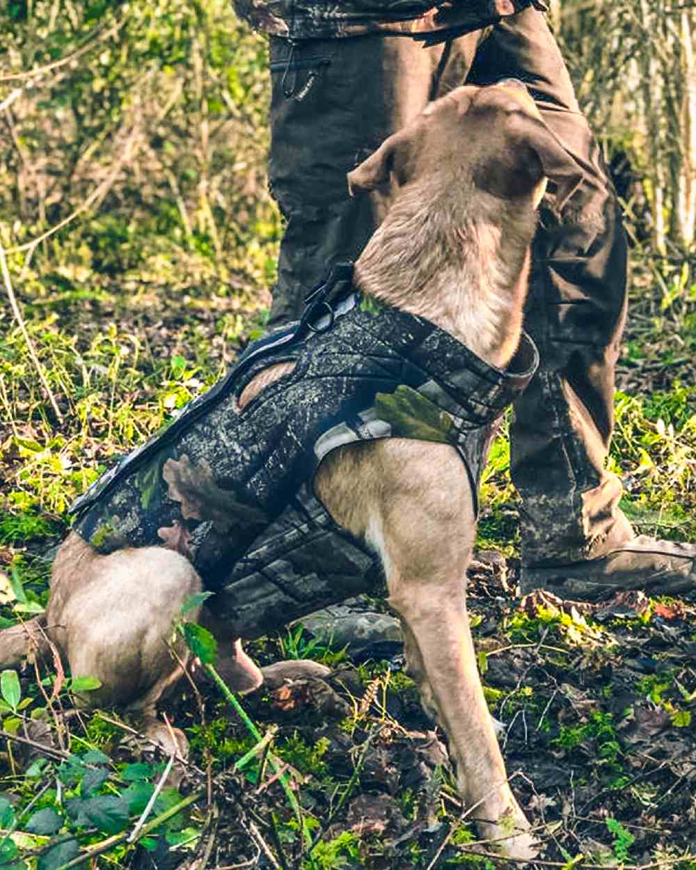 Evo coloured Jack Pyke GEN2 Technical Neoprene Dog Vest on forest background #colour_evo