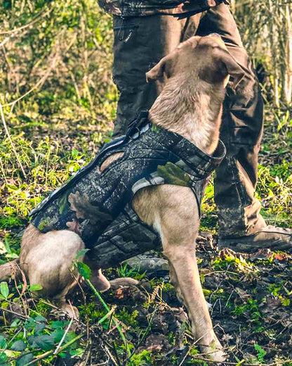 Evo coloured Jack Pyke GEN2 Technical Neoprene Dog Vest on forest background #colour_evo