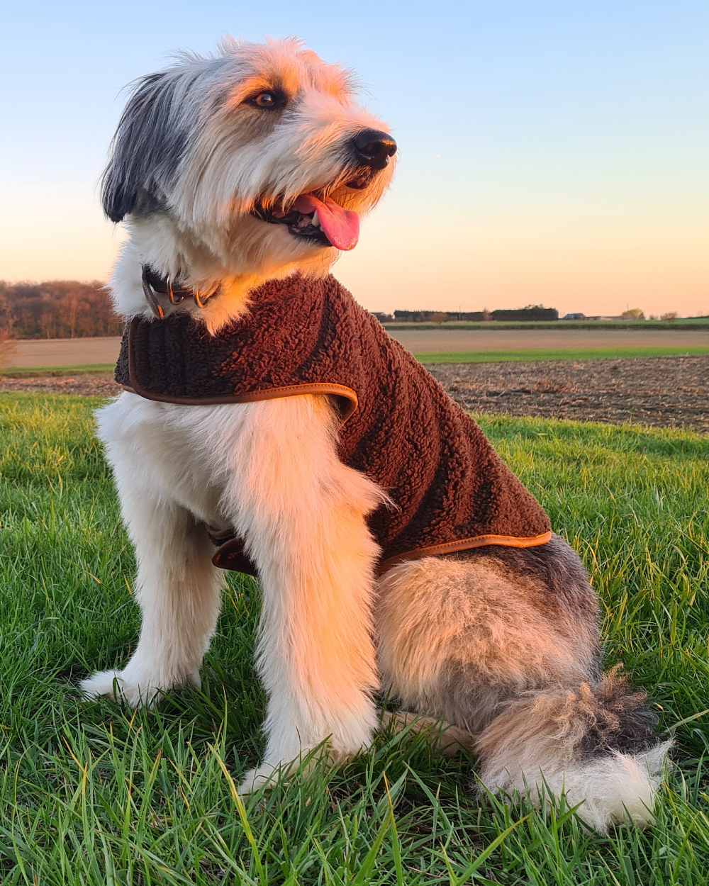 Dark Olive coloured Jack Pyke Sherpa Fleece Dog Coat on grassy background #colour_dark-olive