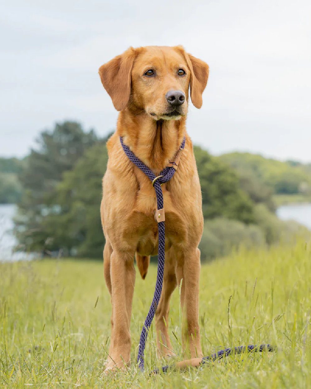 Blackberry Coloured Ruff & Tumble Slip Dog Leads on outdoor background #colour_blackberry