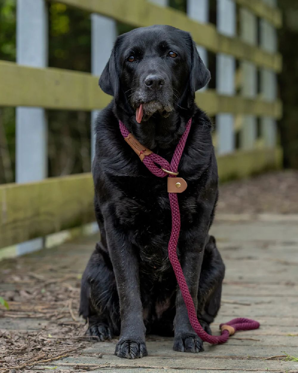 Burgundy Coloured Ruff & Tumble Slip Dog Leads on outdoor background #colour_burgundy