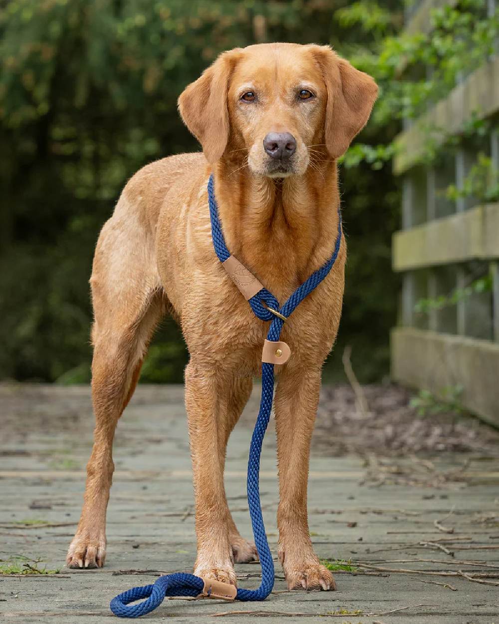 French Navy Coloured Ruff & Tumble Slip Dog Leads on outdoor background #colour_french-navy
