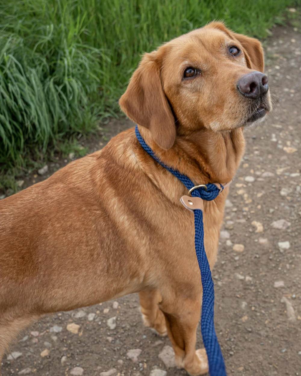 French Navy Coloured Ruff & Tumble Slip Dog Leads on outdoor background #colour_french-navy