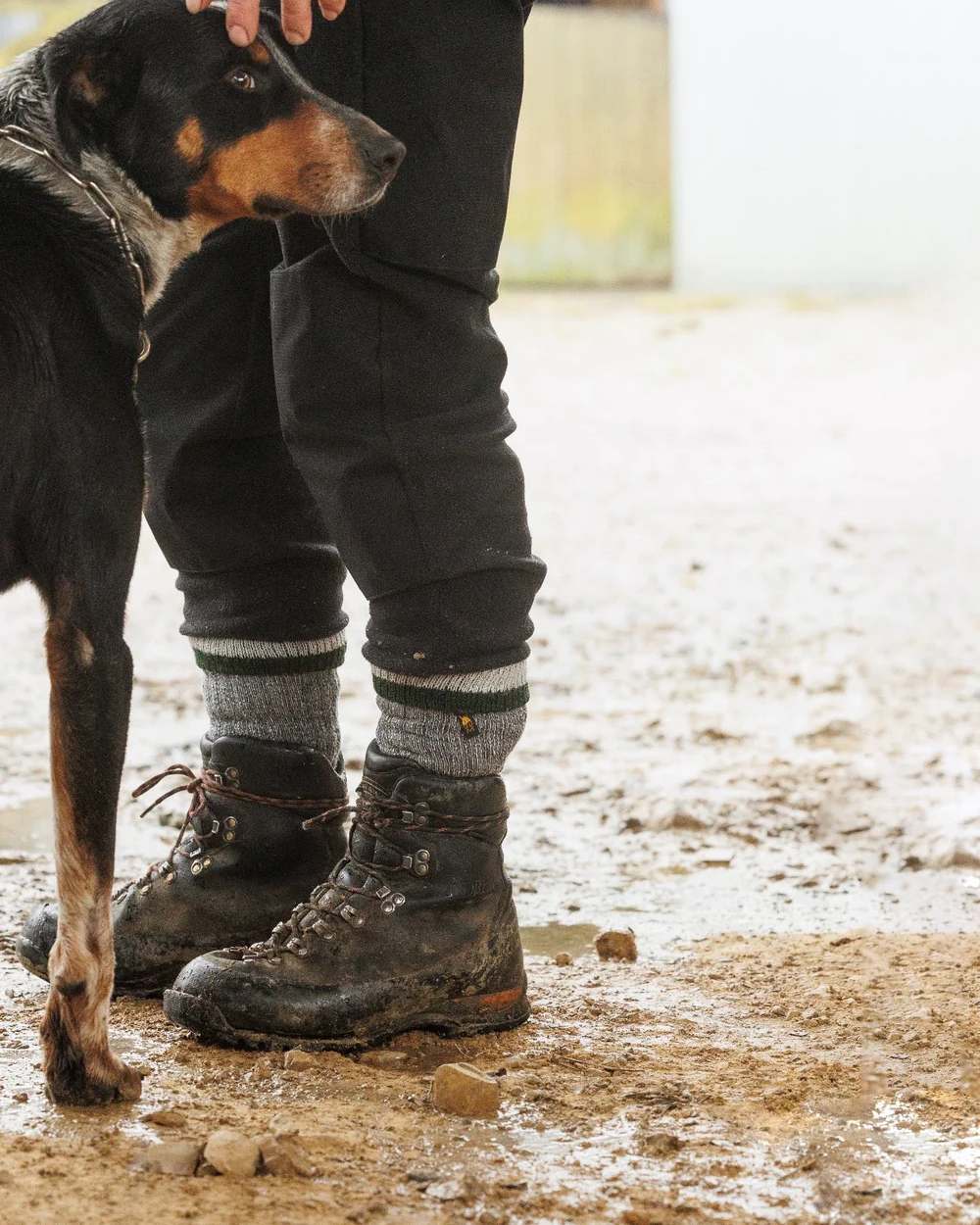 Forest Green Coloured Swazi Mens Merino Farm Socks on outdoor background #colour_forest-green