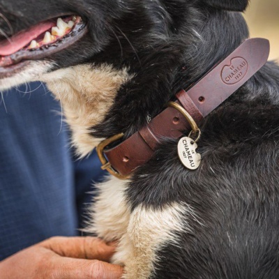 Le Chameau Dog Collar - Marron Fonce